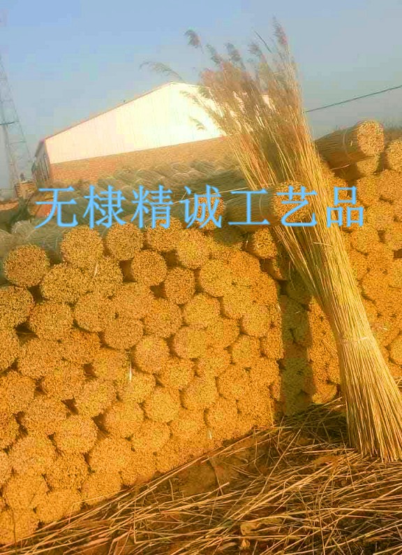 芦苇捆